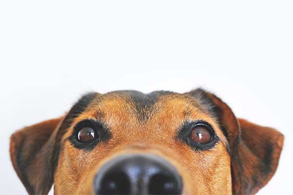 Veterinary Scrubs: Do They Exist?